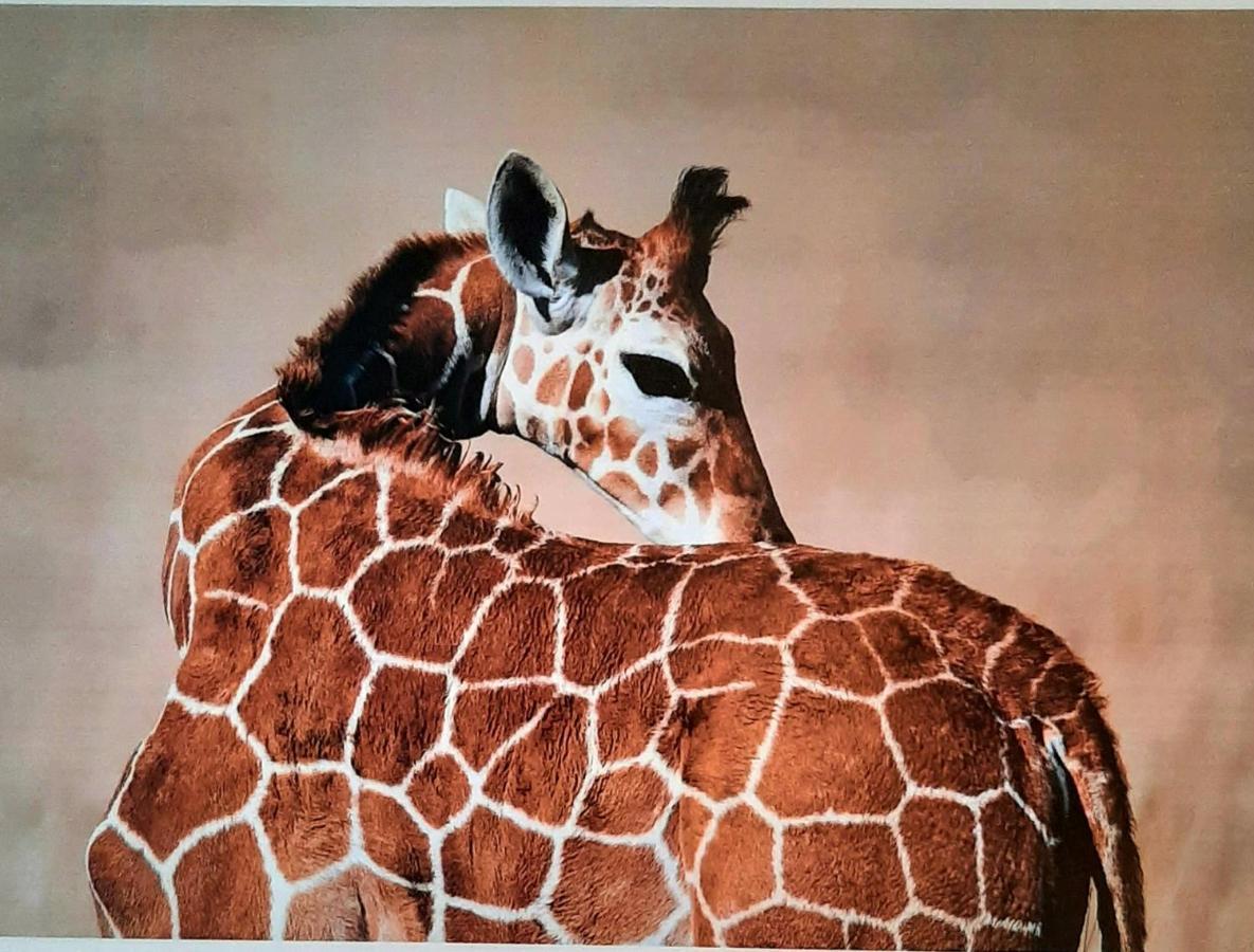 Serengeti Nap Comfy Rooms Sidari  Bagian luar foto